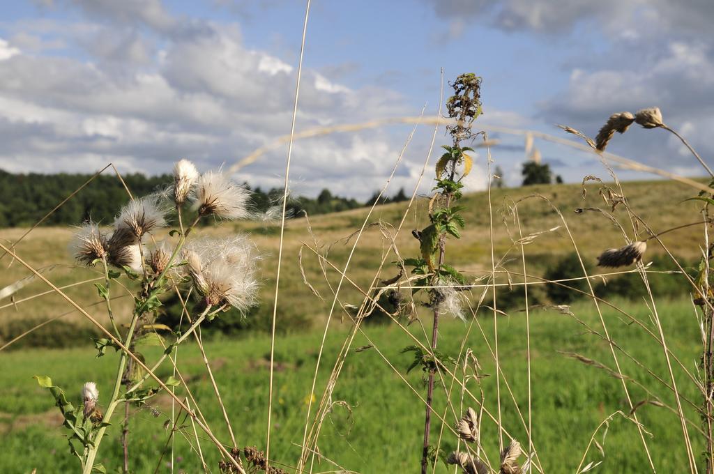 Agroturystyka Orzechowe Wzgorze Orzechowo  Dış mekan fotoğraf